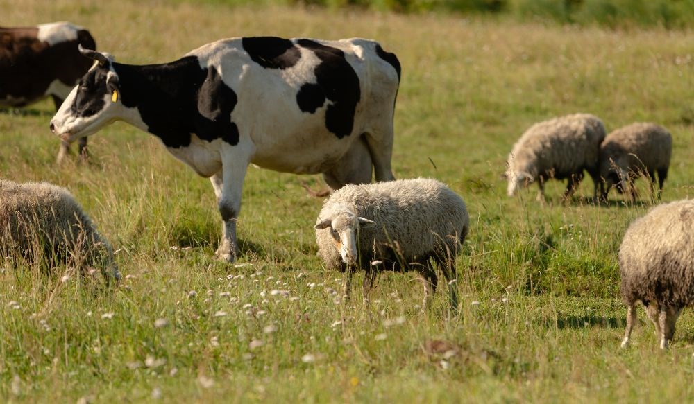 Sheep and black and white cows grazing in a field.